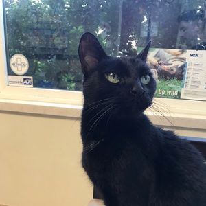 Meet your Posher, Thomas